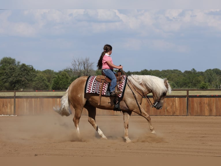 American Quarter Horse Wallach 6 Jahre Palomino in Buffalo
