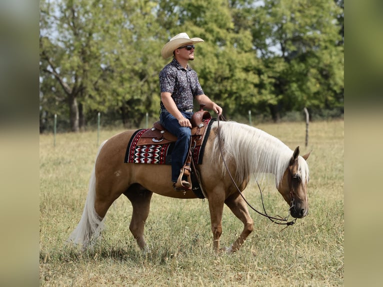 American Quarter Horse Wallach 6 Jahre Palomino in Buffalo
