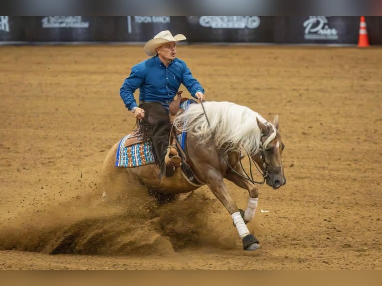 American Quarter Horse Wallach 6 Jahre Palomino in Buffalo