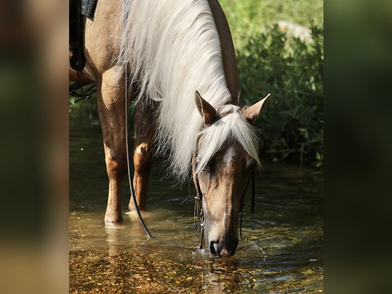 American Quarter Horse Wallach 6 Jahre Palomino in Buffalo