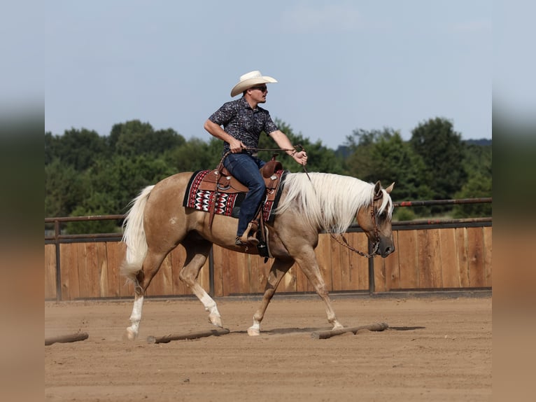American Quarter Horse Wallach 6 Jahre Palomino in Buffalo