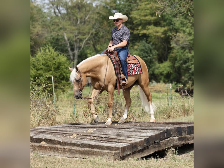 American Quarter Horse Wallach 6 Jahre Palomino in Buffalo