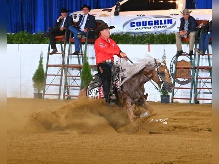 American Quarter Horse Wallach 6 Jahre Palomino in Buffalo