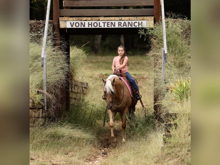American Quarter Horse Wallach 6 Jahre Palomino in Buffalo