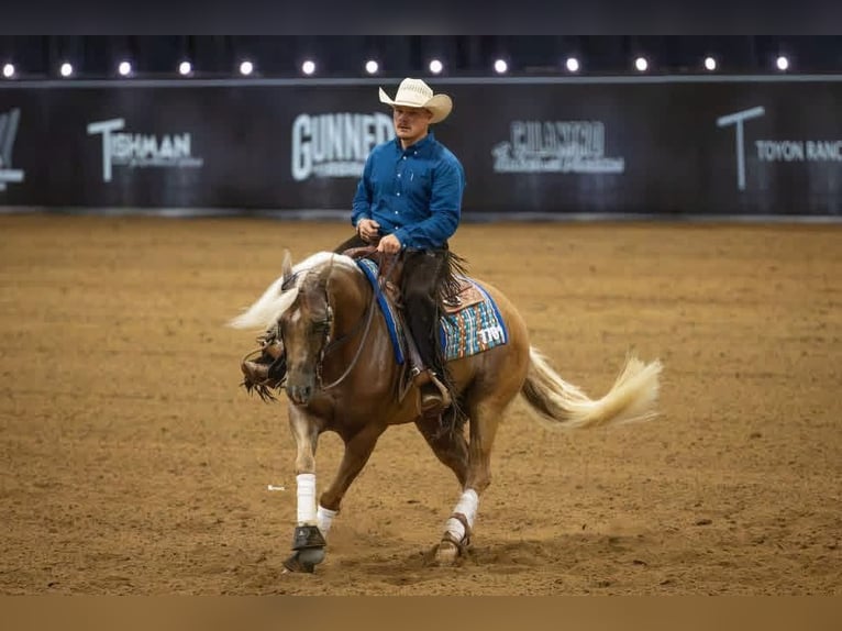 American Quarter Horse Wallach 6 Jahre Palomino in Buffalo