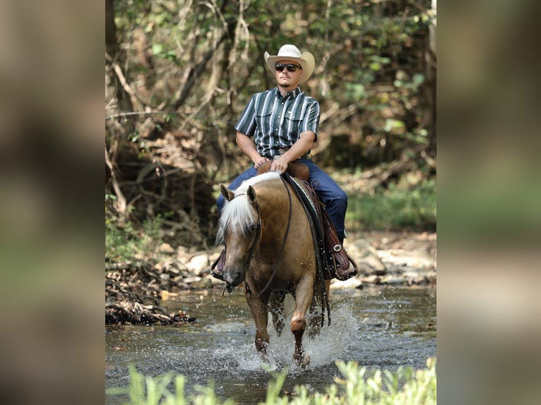 American Quarter Horse Wallach 6 Jahre Palomino in Buffalo