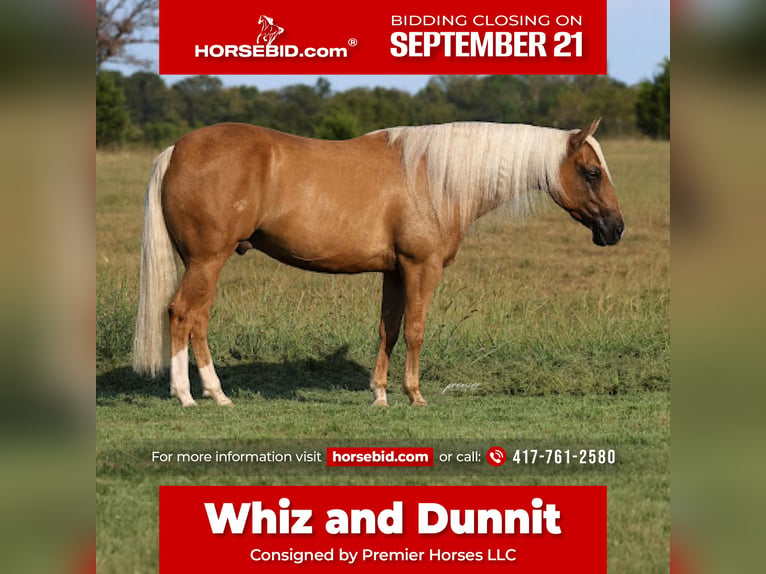 American Quarter Horse Wallach 6 Jahre Palomino in Buffalo