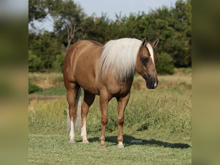 American Quarter Horse Wallach 6 Jahre Palomino in Buffalo