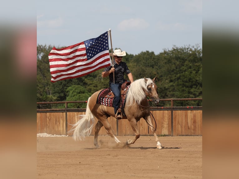 American Quarter Horse Wallach 6 Jahre Palomino in Buffalo