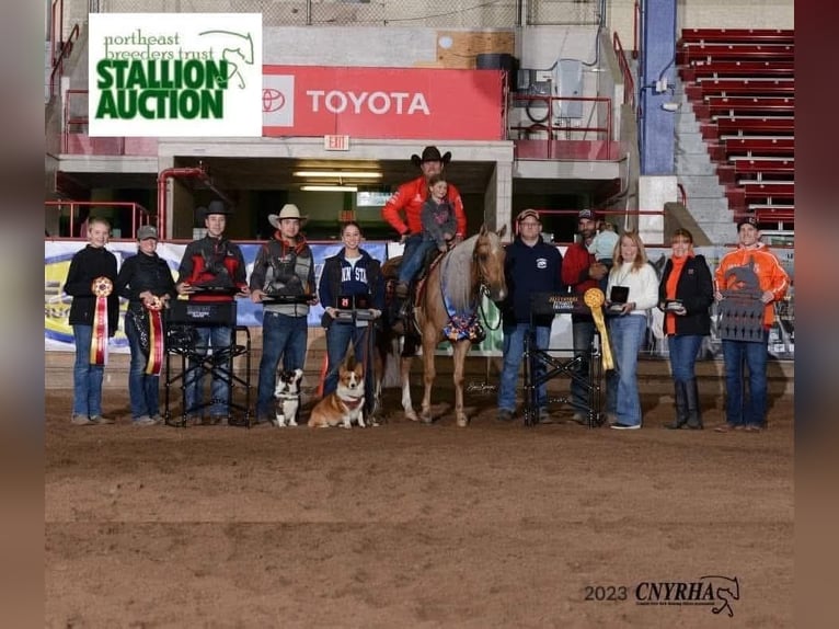 American Quarter Horse Wallach 6 Jahre Palomino in Buffalo