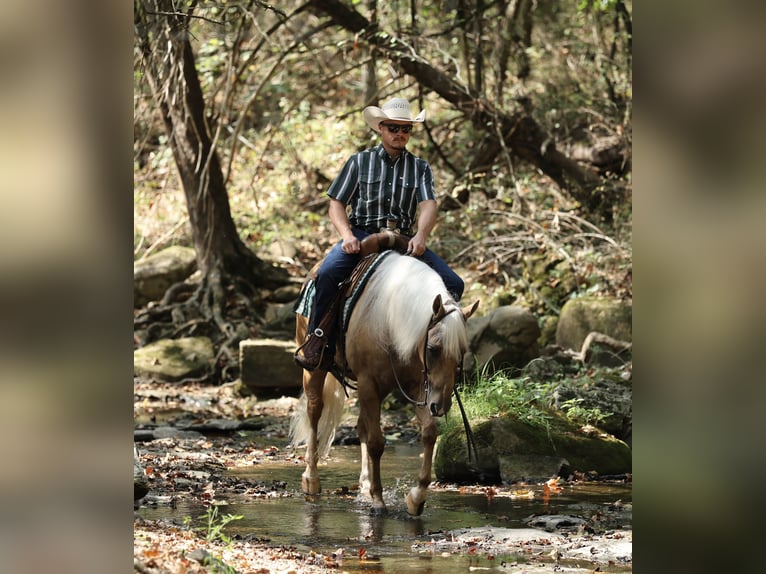 American Quarter Horse Wallach 6 Jahre Palomino in Buffalo