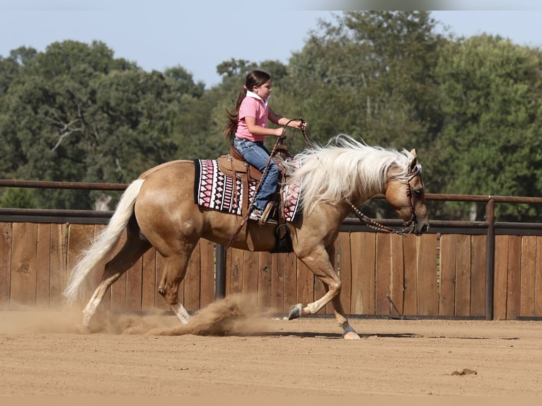American Quarter Horse Wallach 6 Jahre Palomino in Buffalo
