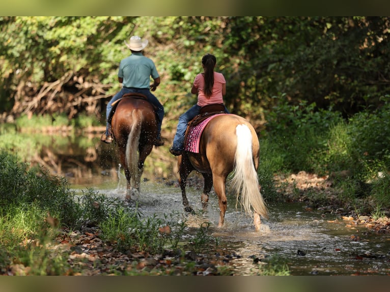 American Quarter Horse Wallach 6 Jahre Palomino in Buffalo