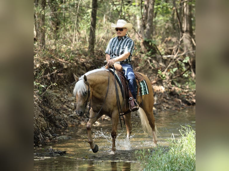 American Quarter Horse Wallach 6 Jahre Palomino in Buffalo