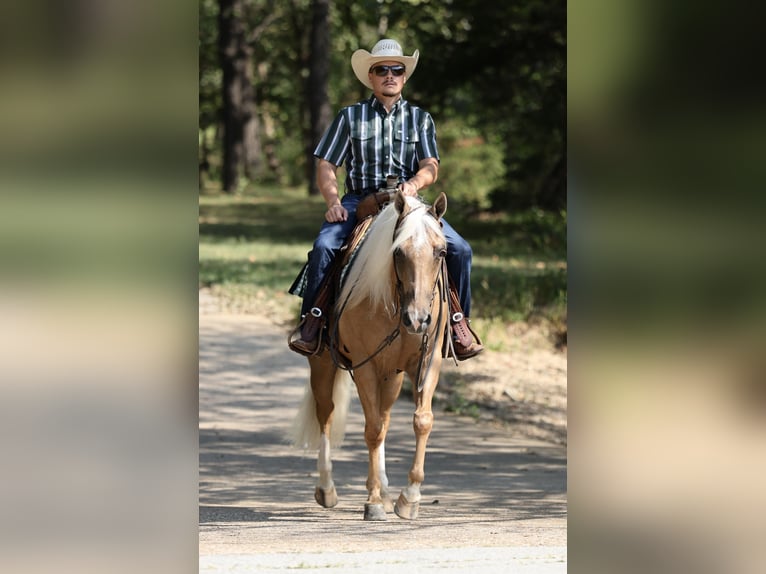 American Quarter Horse Wallach 6 Jahre Palomino in Buffalo