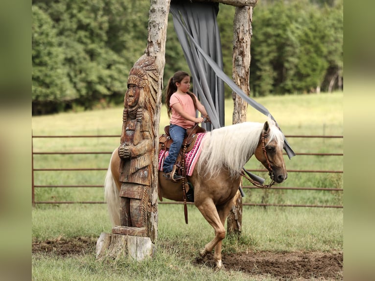 American Quarter Horse Wallach 6 Jahre Palomino in Buffalo