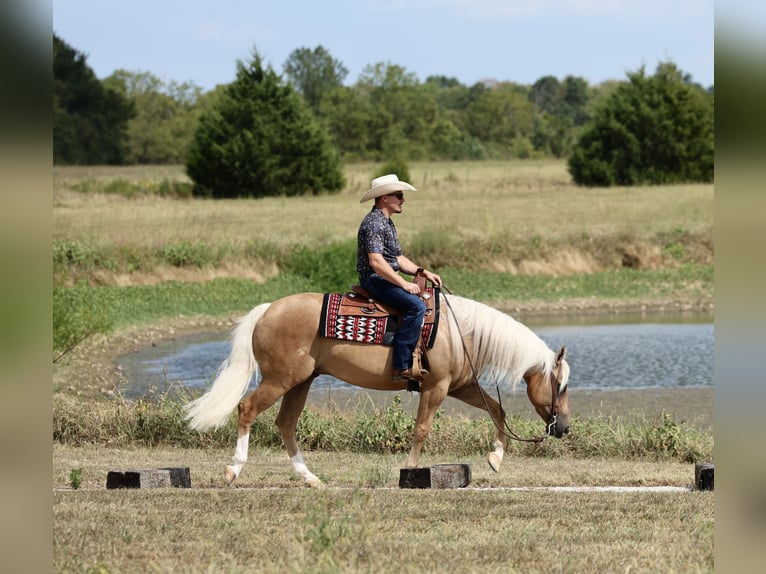 American Quarter Horse Wallach 6 Jahre Palomino in Buffalo