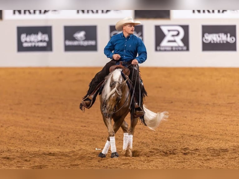 American Quarter Horse Wallach 6 Jahre Palomino in Buffalo