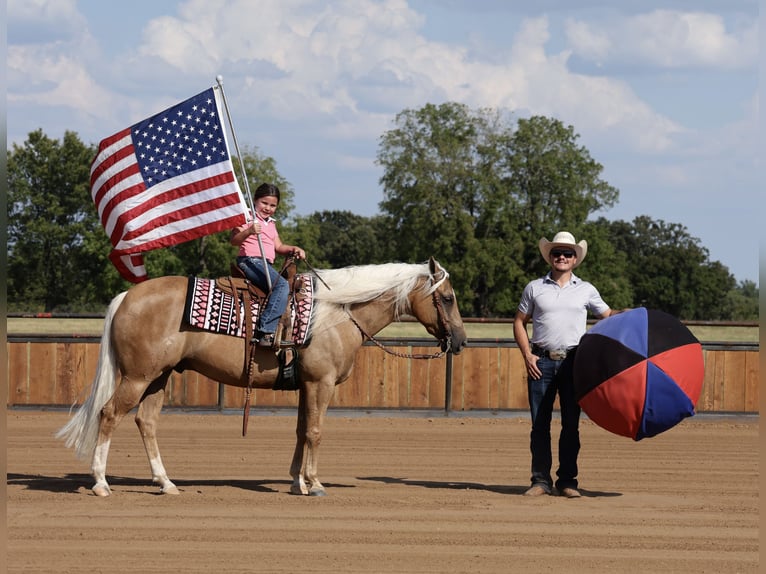 American Quarter Horse Wallach 6 Jahre Palomino in Buffalo
