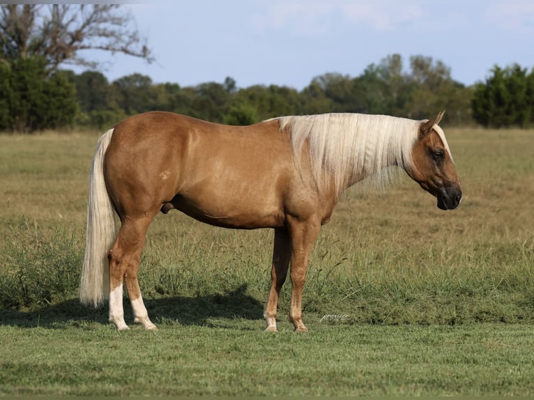 American Quarter Horse Wallach 6 Jahre Palomino in Buffalo
