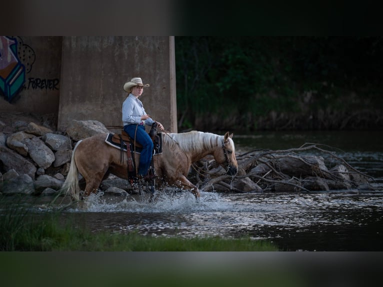 American Quarter Horse Wallach 6 Jahre Palomino in Fort Worth