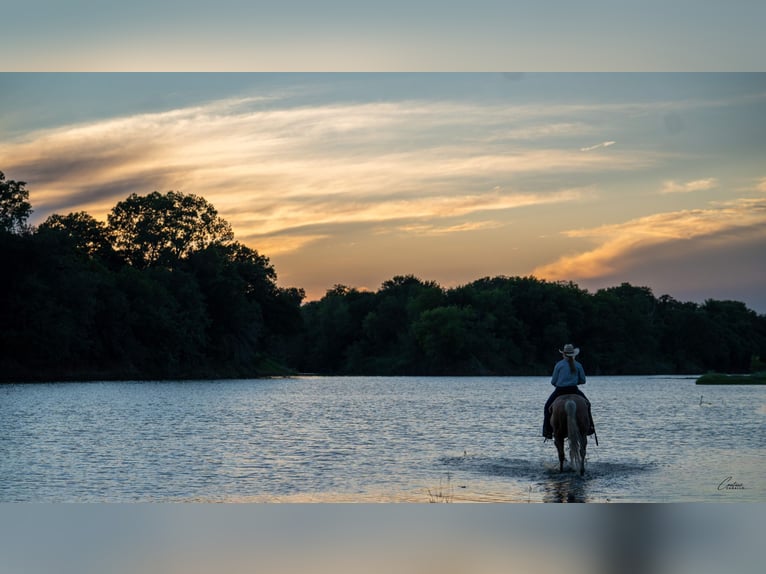 American Quarter Horse Wallach 6 Jahre Palomino in Fort Worth