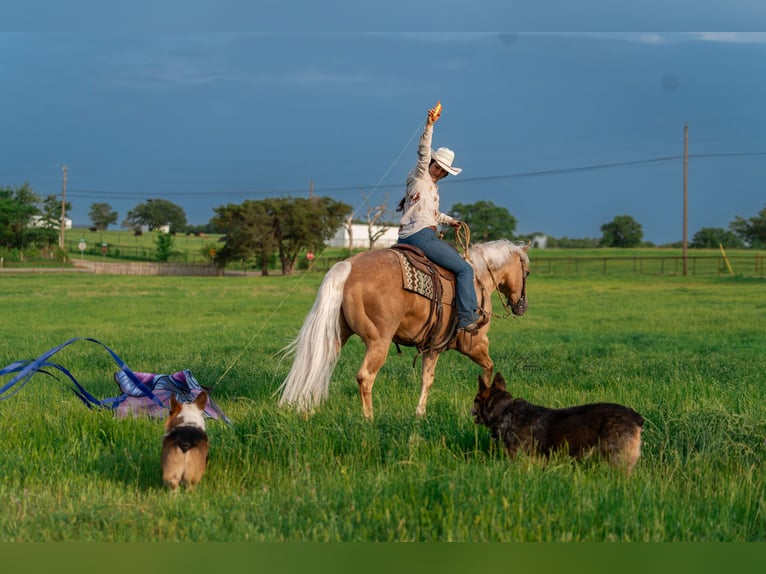 American Quarter Horse Wallach 6 Jahre Palomino in Fort Worth