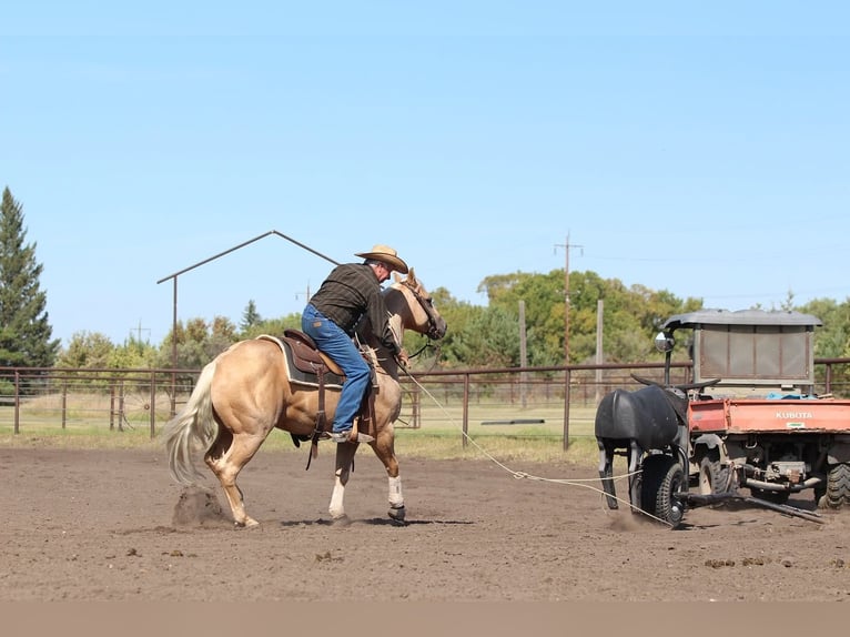 American Quarter Horse Wallach 6 Jahre Palomino in Fort Worth