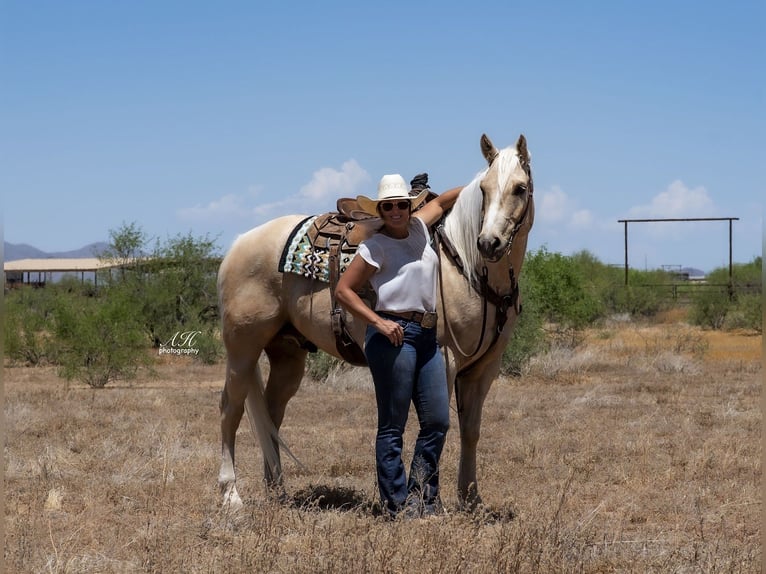American Quarter Horse Wallach 6 Jahre Palomino in Buffalo, WY