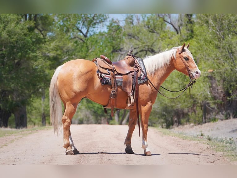 American Quarter Horse Wallach 6 Jahre Palomino in Canadian, TX