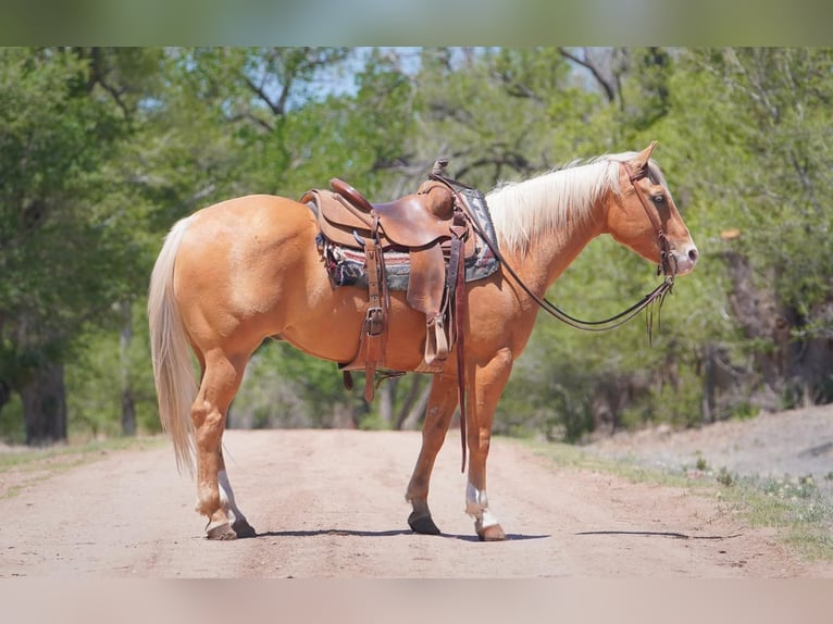 American Quarter Horse Wallach 6 Jahre Palomino in Canadian, TX