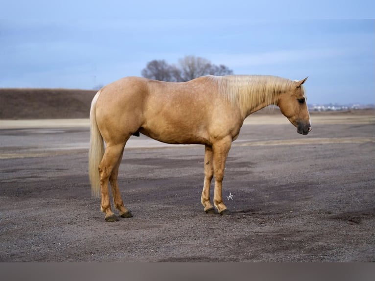 American Quarter Horse Wallach 6 Jahre Palomino in Cannon Falls