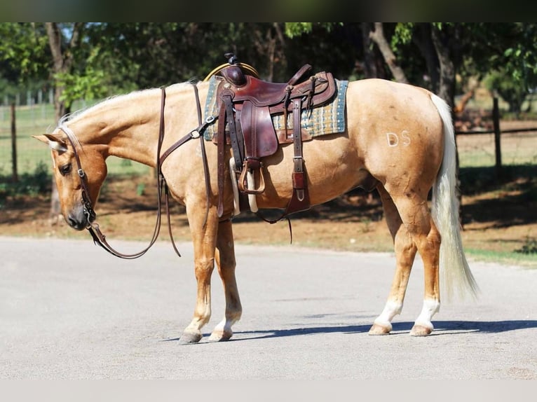 American Quarter Horse Wallach 6 Jahre Palomino in Joshua, TX
