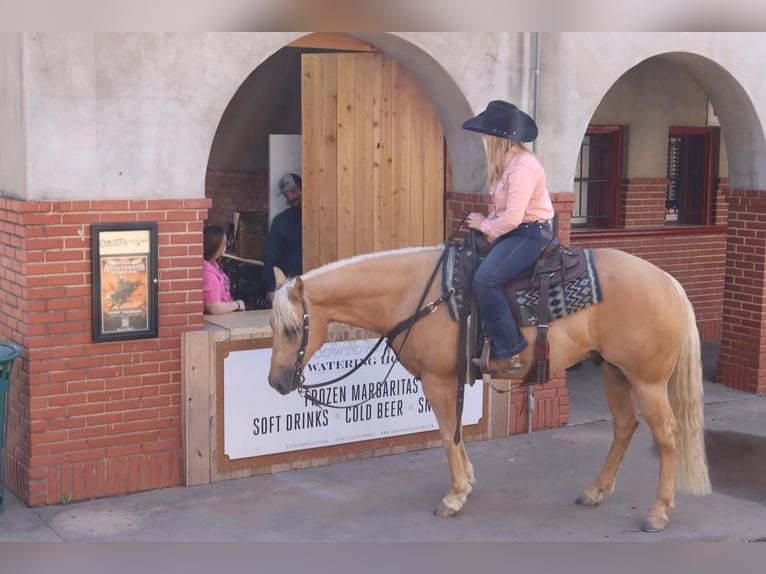 American Quarter Horse Wallach 6 Jahre Palomino in Joshua, TX