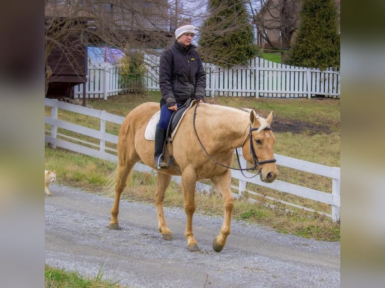 American Quarter Horse Wallach 6 Jahre Palomino in Millersburg, OH
