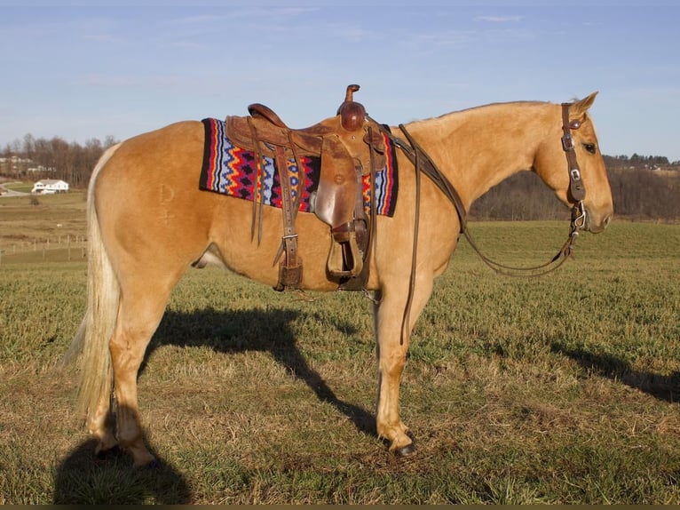 American Quarter Horse Wallach 6 Jahre Palomino in Millersburg, OH
