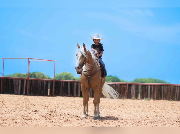 American Quarter Horse Wallach 6 Jahre Palomino in Weatherford, TX