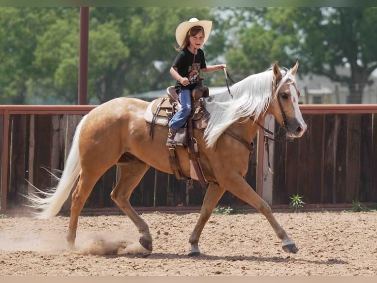 American Quarter Horse Wallach 6 Jahre Palomino in Weatherford, TX