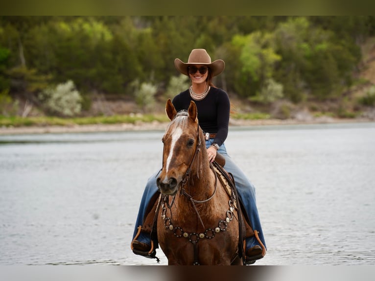 American Quarter Horse Wallach 6 Jahre Palomino in Brandon