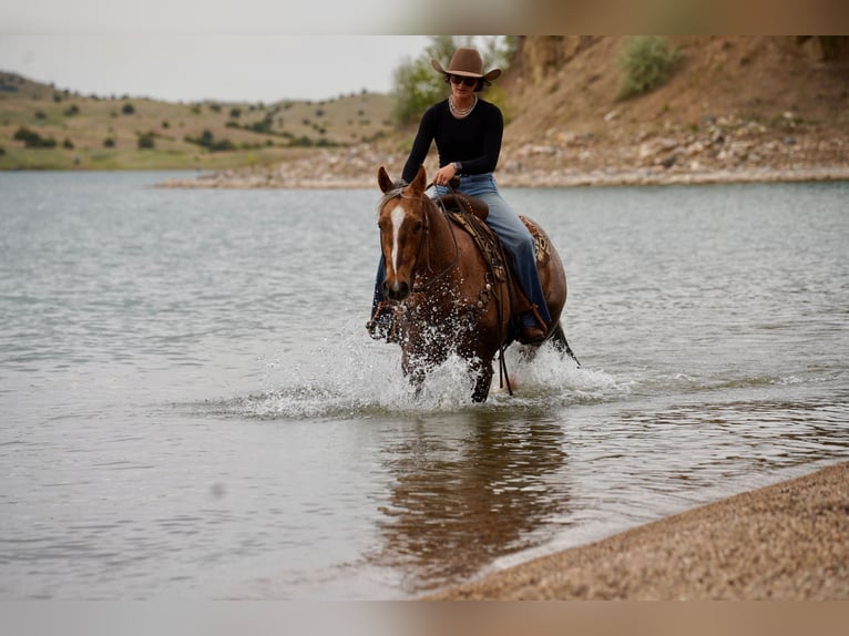 American Quarter Horse Wallach 6 Jahre Palomino in Brandon