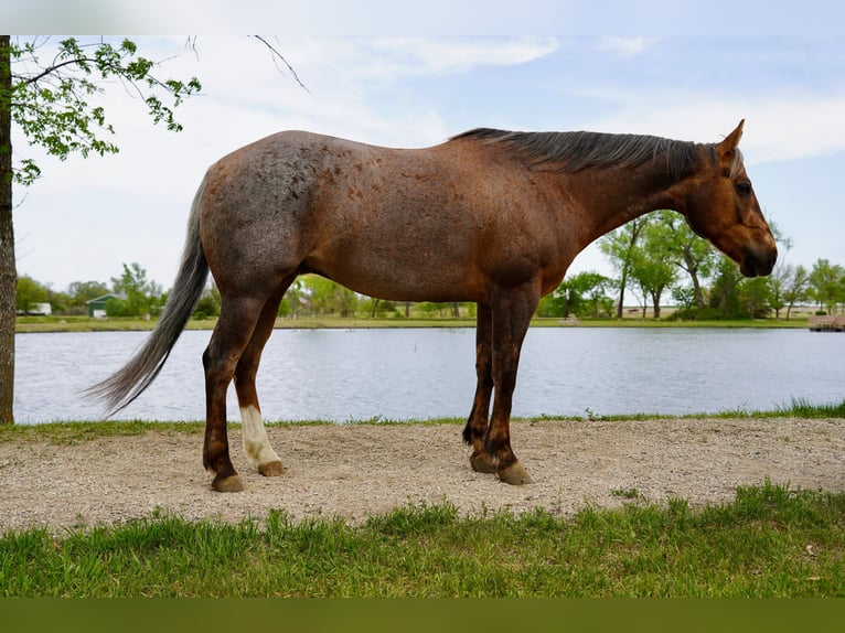 American Quarter Horse Wallach 6 Jahre Palomino in Brandon