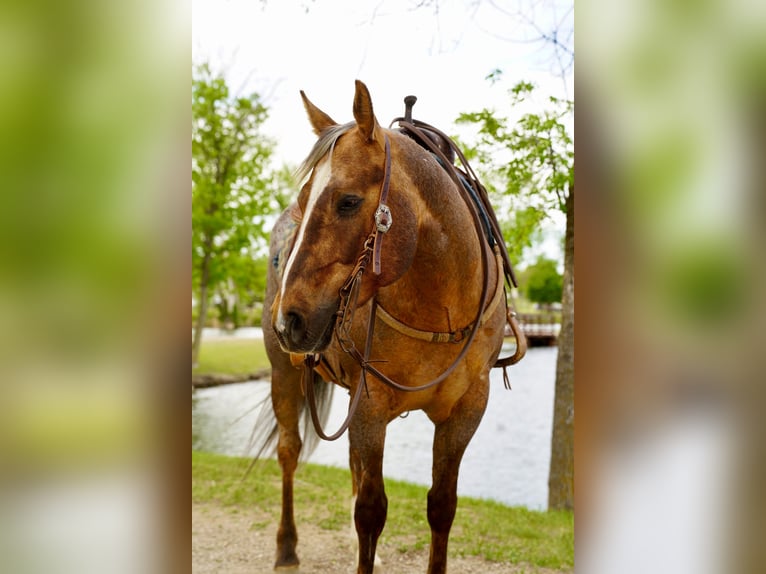 American Quarter Horse Wallach 6 Jahre Palomino in Brandon