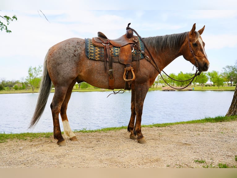 American Quarter Horse Wallach 6 Jahre Palomino in Brandon
