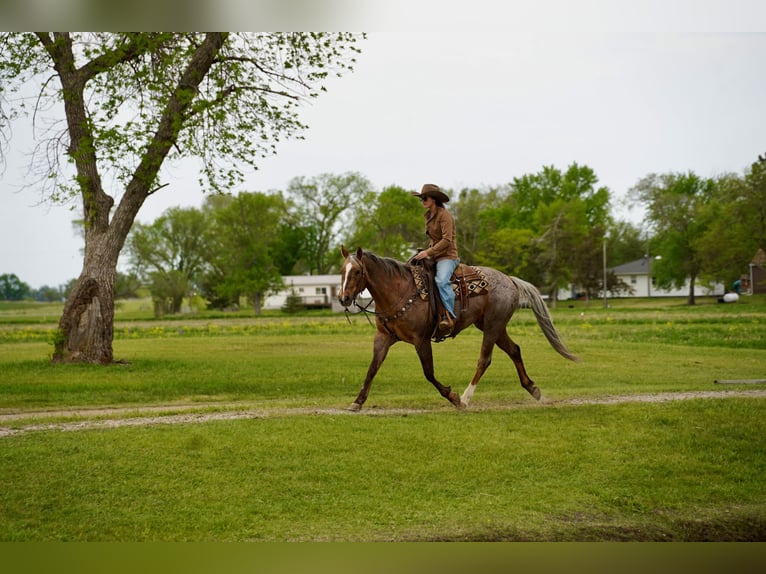American Quarter Horse Wallach 6 Jahre Palomino in Brandon