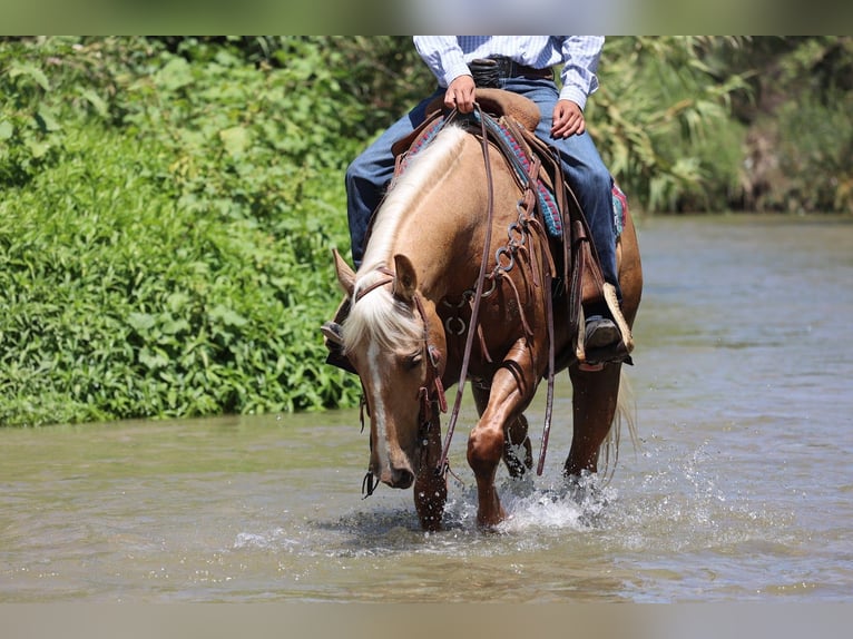 American Quarter Horse Wallach 6 Jahre Palomino in Norco