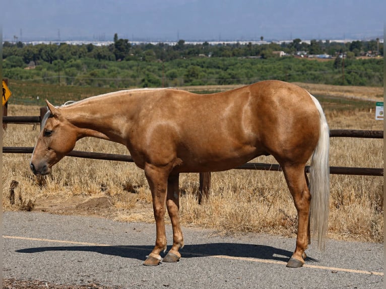 American Quarter Horse Wallach 6 Jahre Palomino in Norco