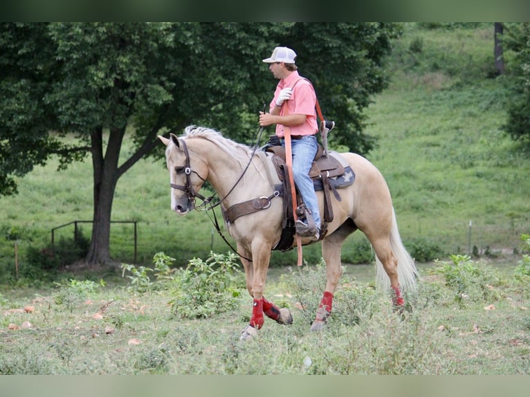 American Quarter Horse Wallach 6 Jahre Palomino in Purdy