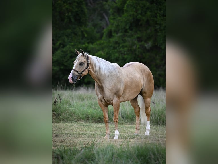 American Quarter Horse Wallach 6 Jahre Palomino in Purdy