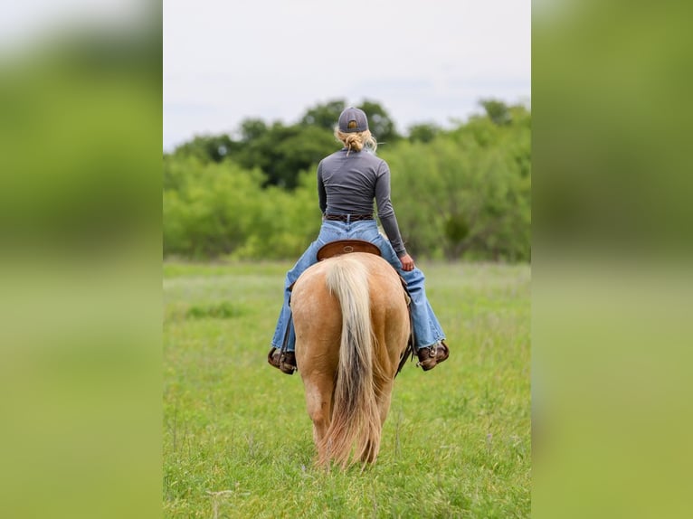 American Quarter Horse Wallach 6 Jahre Palomino in Ranger