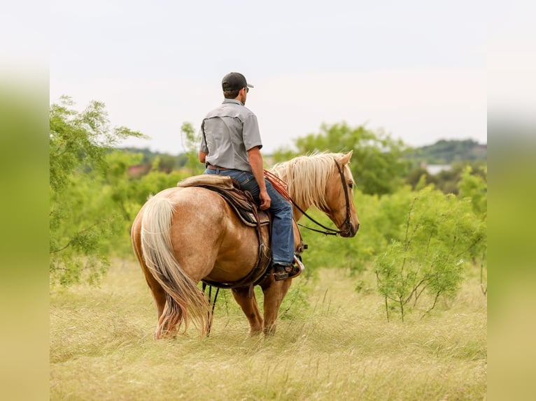 American Quarter Horse Wallach 6 Jahre Palomino in Ranger